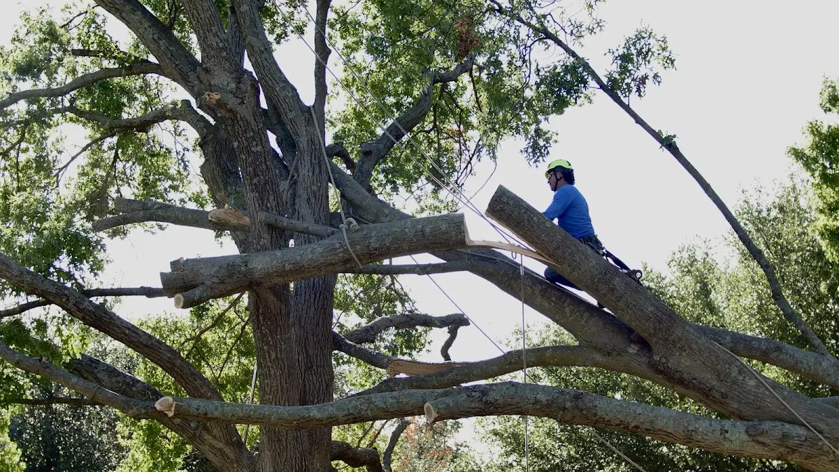 Professional Crown Thinning performed by certified arborists in Rexville