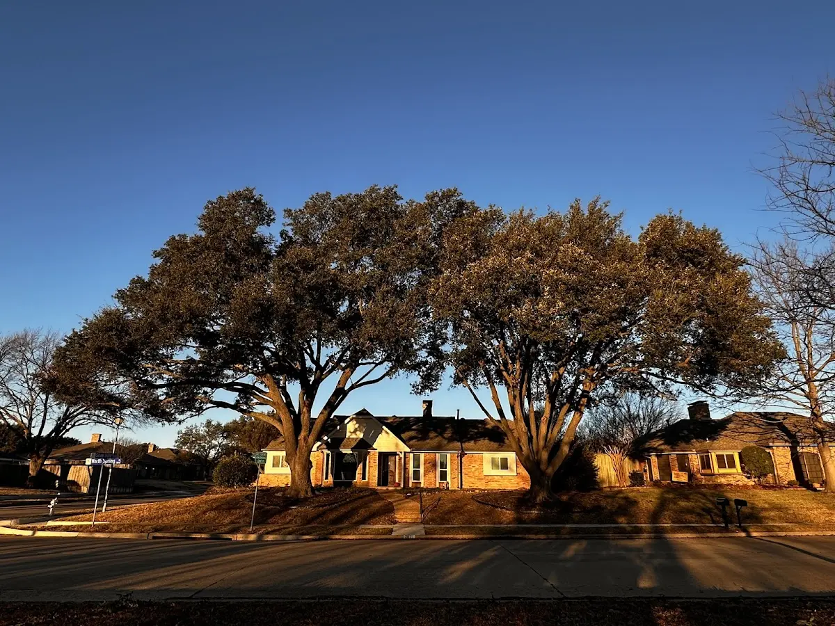 Established residential canopy tree shading a home in Rexville